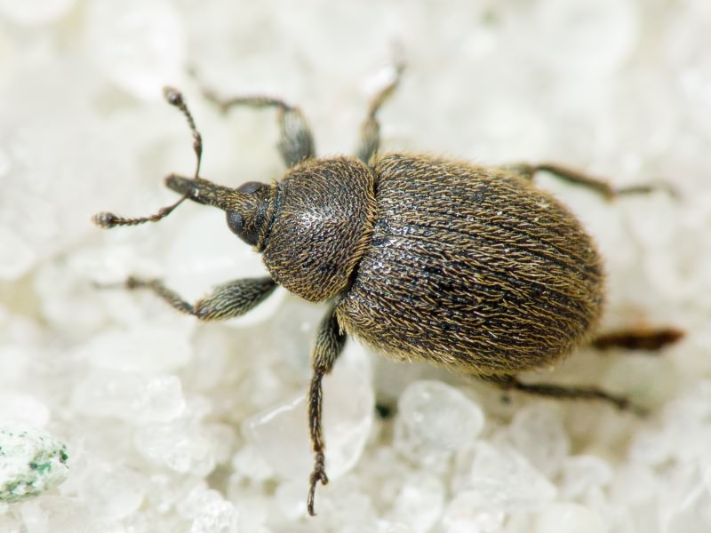 Rhinusa tetra (Fabricius, 1792)
